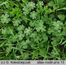Geranium pyrenaicum (bodziszek pirenejski)