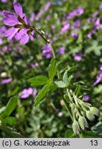 Geranium pyrenaicum (bodziszek pirenejski)