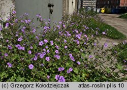 Geranium pyrenaicum (bodziszek pirenejski)