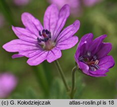 Geranium pyrenaicum (bodziszek pirenejski)