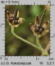 Geranium pyrenaicum (bodziszek pirenejski)