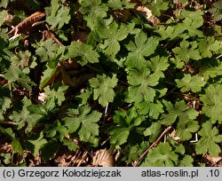 Geranium phaeum (bodziszek żałobny)