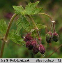 Geranium phaeum (bodziszek żałobny)