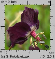 Geranium phaeum (bodziszek żałobny)