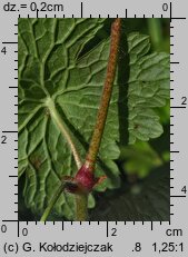 Geranium phaeum (bodziszek żałobny)