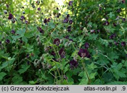 Geranium phaeum (bodziszek żałobny)