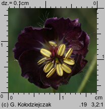 Geranium phaeum (bodziszek żałobny)