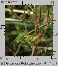 Geranium pusillum (bodziszek drobny)