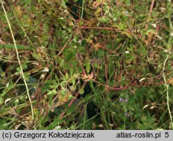 Geranium pusillum (bodziszek drobny)