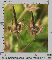 Geranium pusillum (bodziszek drobny)