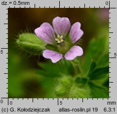 Geranium pusillum (bodziszek drobny)