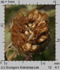 Centaurea jacea (chaber łąkowy)