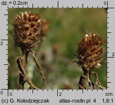 Centaurea jacea (chaber łąkowy)