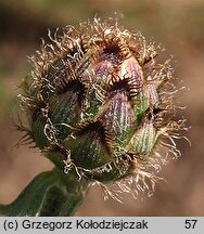 Centaurea stoebe (chaber nadreński)