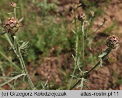 Centaurea stoebe (chaber nadreński)