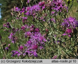 Centaurea stoebe (chaber nadreński)