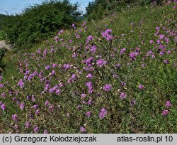 Centaurea stoebe (chaber nadreński)