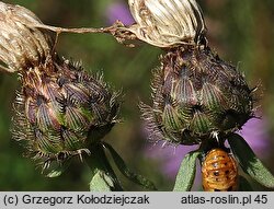 Centaurea stoebe (chaber nadreński)