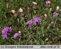 Centaurea stoebe (chaber nadreński)