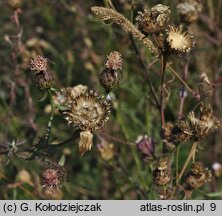 Centaurea stoebe (chaber nadreński)