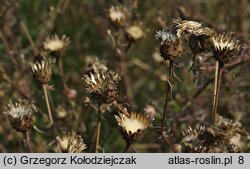 Centaurea stoebe (chaber nadreński)