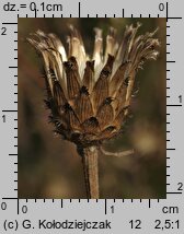 Centaurea stoebe (chaber nadreński)
