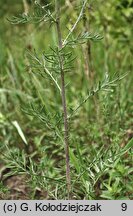 Centaurea stoebe (chaber nadreński)