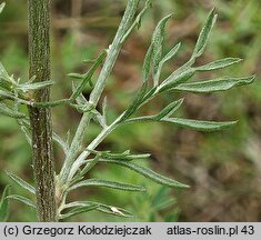 Centaurea stoebe (chaber nadreński)