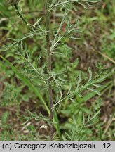 Centaurea stoebe (chaber nadreński)