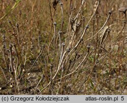 Arnoseris minima (chłodek drobny)