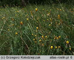 Chondrilla juncea (chondrilla sztywna)