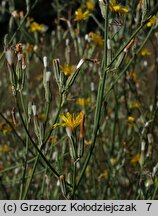 Chondrilla juncea (chondrilla sztywna)