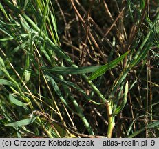 Chondrilla juncea (chondrilla sztywna)