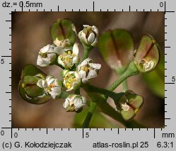 Teesdalea nudicaulis (chroszcz nagołodygowy)