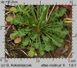 Teesdalea nudicaulis (chroszcz nagołodygowy)