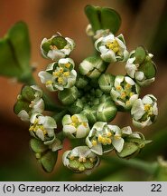 Teesdalea nudicaulis (chroszcz nagołodygowy)