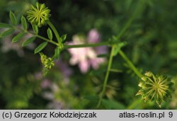 Coronilla varia (cieciorka pstra)