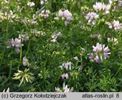 Coronilla varia (cieciorka pstra)