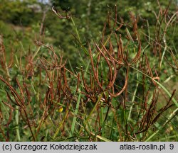 Coronilla varia (cieciorka pstra)