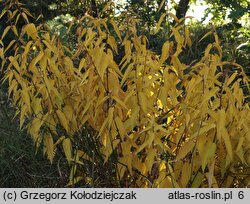 Vincetoxicum hirundinaria (ciemiężyk białokwiatowy)