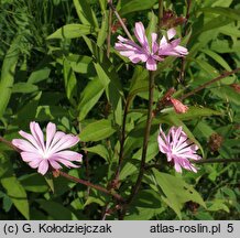 Cichorium intybus (cykoria podróżnik)