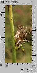 Cichorium intybus (cykoria podróżnik)