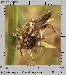 Cichorium intybus (cykoria podróżnik)