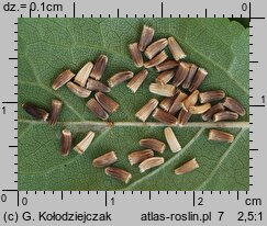 Cichorium intybus (cykoria podróżnik)