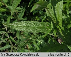 Stachys palustris (czyściec błotny)