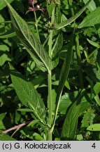 Stachys palustris (czyściec błotny)