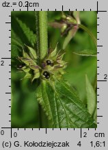 Stachys palustris (czyściec błotny)