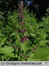 Stachys sylvatica (czyściec leśny)