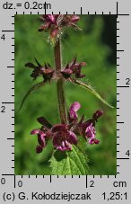 Stachys sylvatica (czyściec leśny)