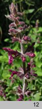 Stachys sylvatica (czyściec leśny)